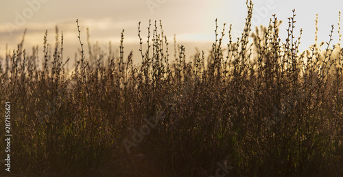 Plants in the field at sunset