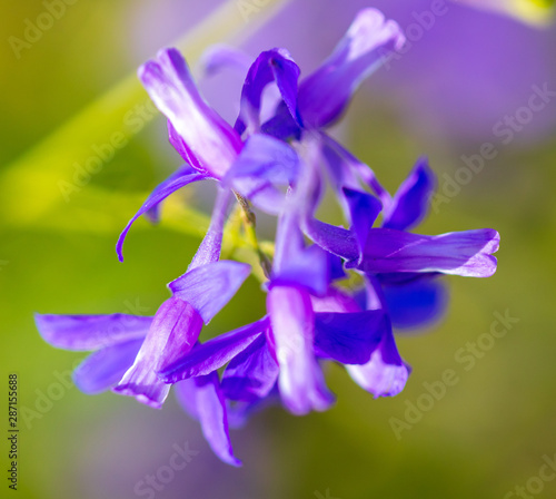 Beautiful blue flower grows in nature