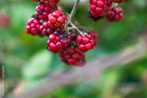 berries of red currant on bush