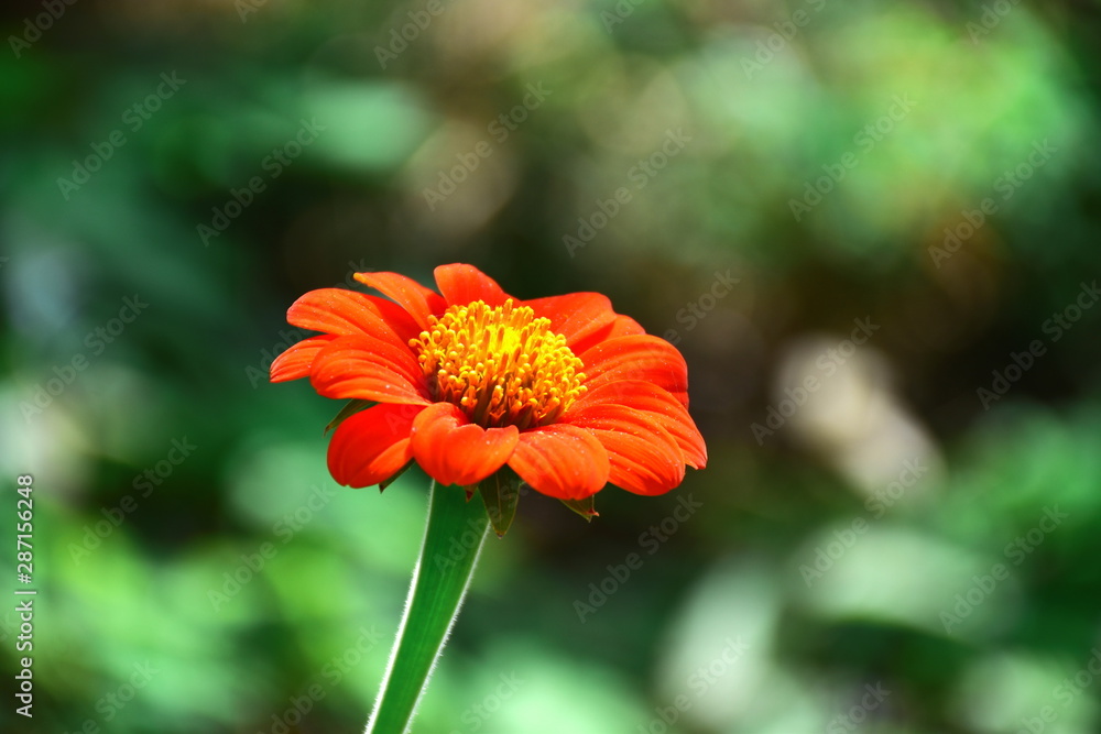 Close up Mexican Sunflower Weed (Tithonia rotundifolia Gray) In the garden. colorful flower