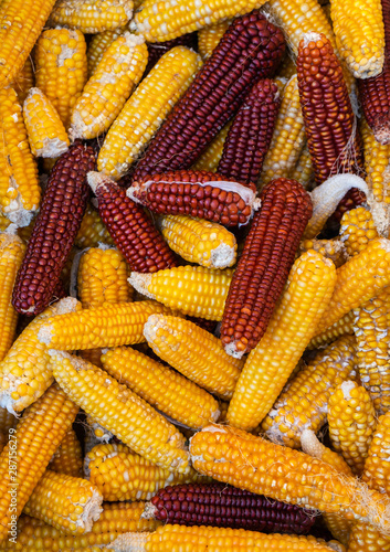 Natural Organic Garden Corns in Basket