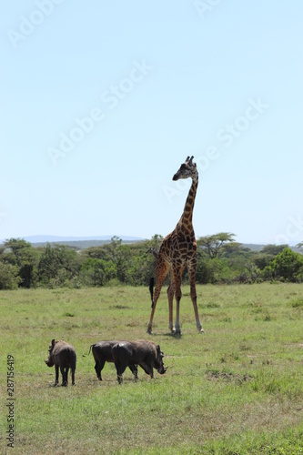 Fototapeta Naklejka Na Ścianę i Meble -  Giraffe and warthogs, Masai Mara National Park, Kenya.