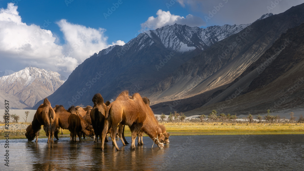 Naklejka premium Group of brown camel drinking water