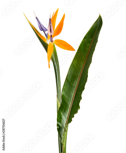 Strelitzia reginae flower with leaves, Bird of paradise flower, Tropical flower isolated on white background, with clipping path