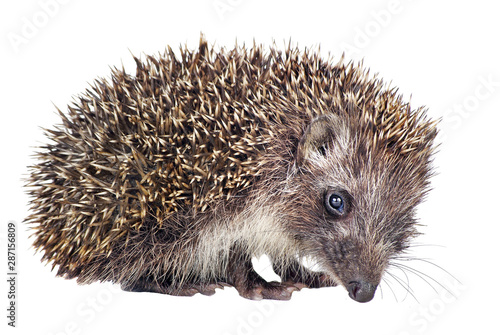 hedgehog isolated on a white background