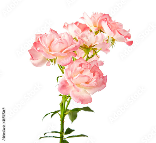 Fototapeta Naklejka Na Ścianę i Meble -  Pink rose with leaves, Blooming rose isolated on white background, with clipping path