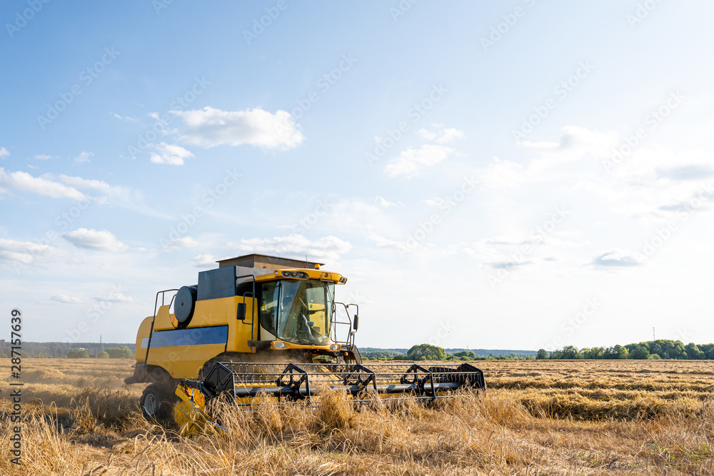 Image of yellow combine harvesting wheat, blue sky. Image of yellow combine harvesting wheat, blue sky.