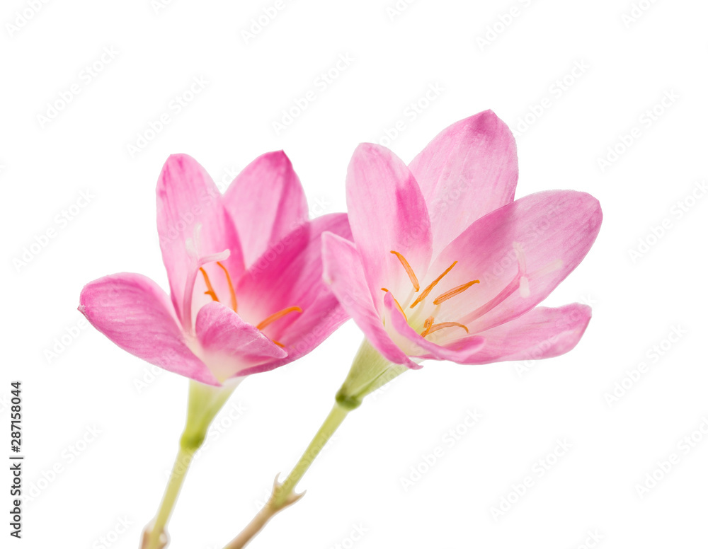 Pink rain lily flower, Pink flower blooming isolated on white background, with clipping path