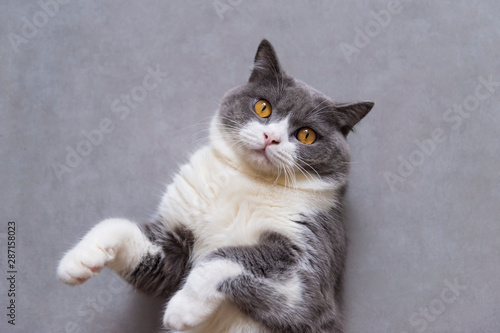 Cute british shorthair, indoor shot © chendongshan