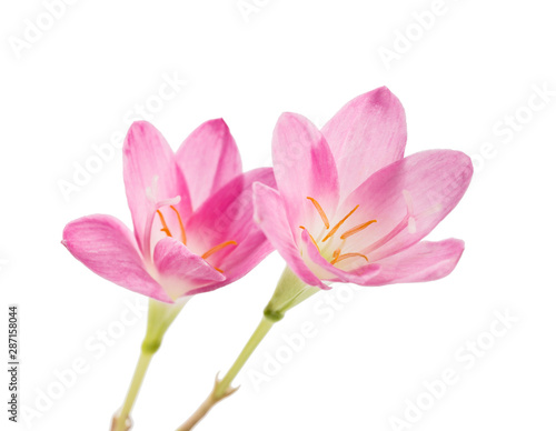 Pink rain lily flower, Pink flower blooming isolated on white background, with clipping path © Dewins