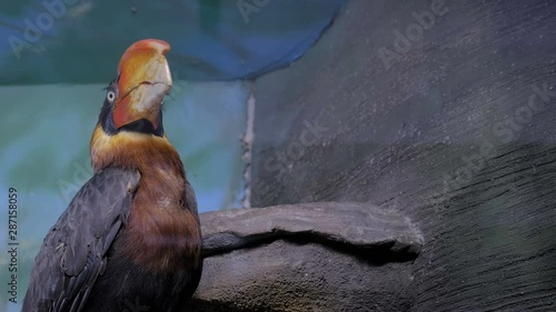 Portrait of philippine hornbill looking around - close up view. Exotic animal and wildlife concept photo