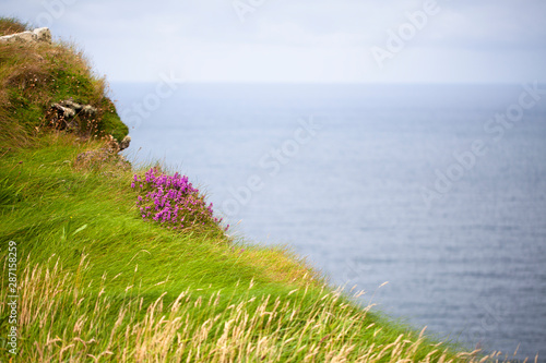 Hierba y flores junto a la costa