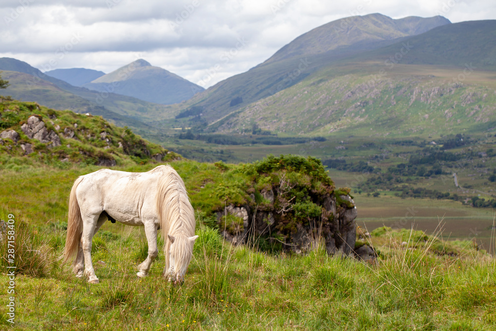 Naklejka premium Caballo blanco en el Paruque Natural de Killarney