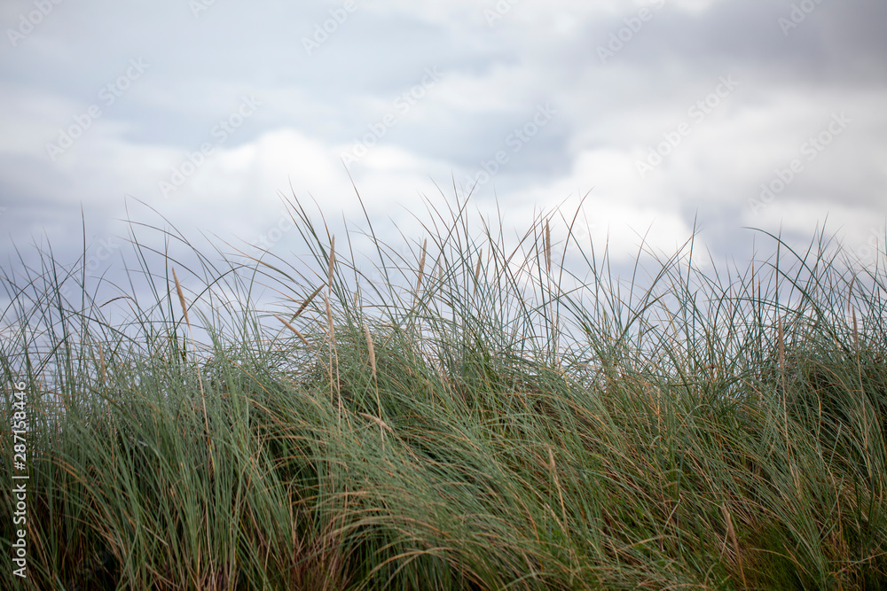 Fototapeta premium Hierba y cielo con nubes