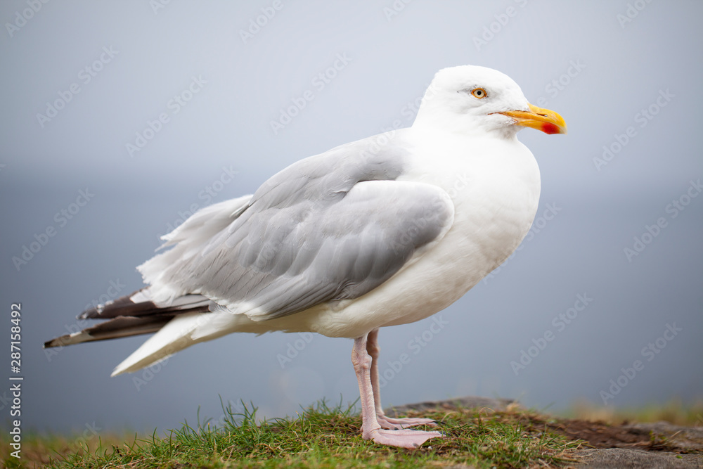 Gaviota Gaviota