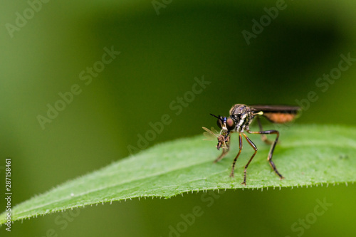 orange black fly sitting on leaf