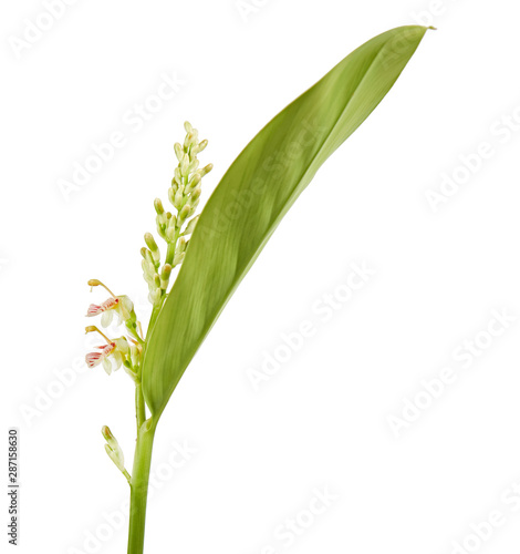 Galangal flower and leaves, Yellow-white flowers with leaves, isolated on white background with clipping path   