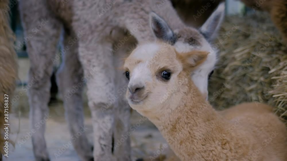 Two cheerful cute little alpacas playing together at agricultural animal exhibition, trade show. Farming, childhood, family, agriculture industry, livestock and animal husbandry concept Two cheerful cute little alpacas playing together at agricultural animal exhibition, trade show. Farming, childhood, family, agriculture industry, livestock and animal husbandry concept