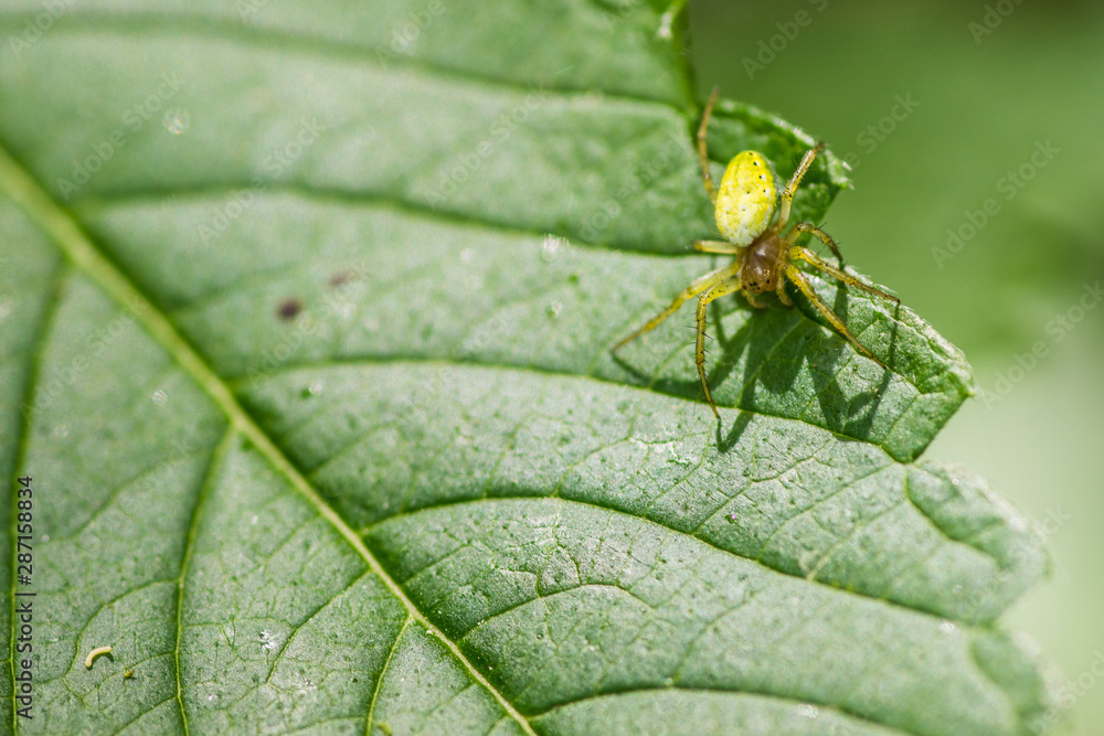 green yellow spider on leaf green yellow spider on leaf