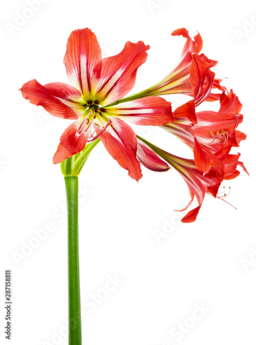 Hippeastrum Hybrid or Amaryllis flowers, Red amaryllis flowers isolated on white background, with clipping path 