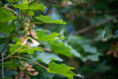 Sycamore seeds on a tree in summer