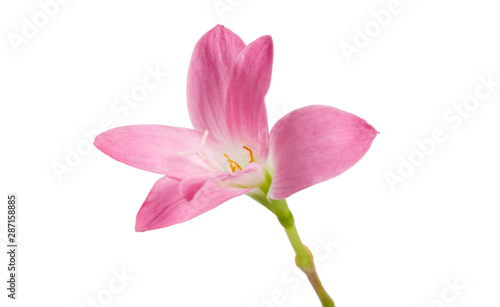 Pink rain lily flower, Pink flower blooming isolated on white background, with clipping path © Dewins