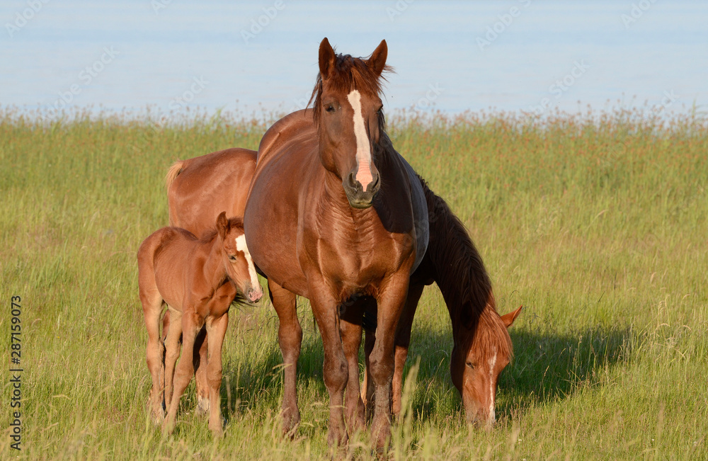 Horse family near the lake. Horse family near the lake.