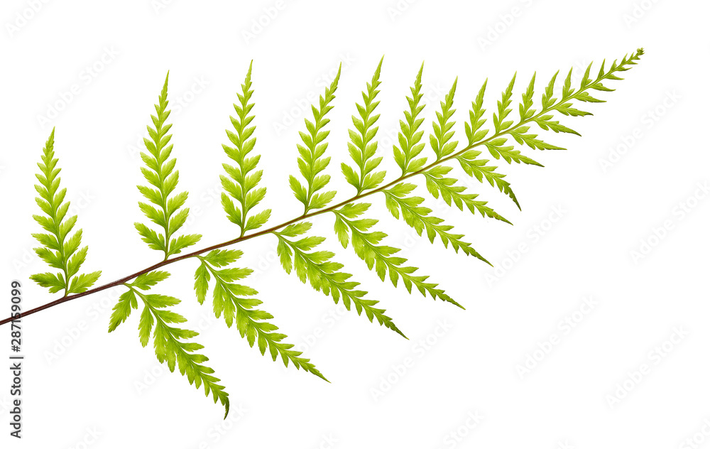 Fern leaf, Ornamental foliage, Fern isolated on white background, with clipping path