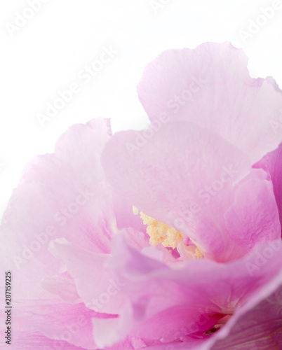 Hibiscus syriacus - Rose of Sharon  Tropical purple flower isolated on white background  with clipping path