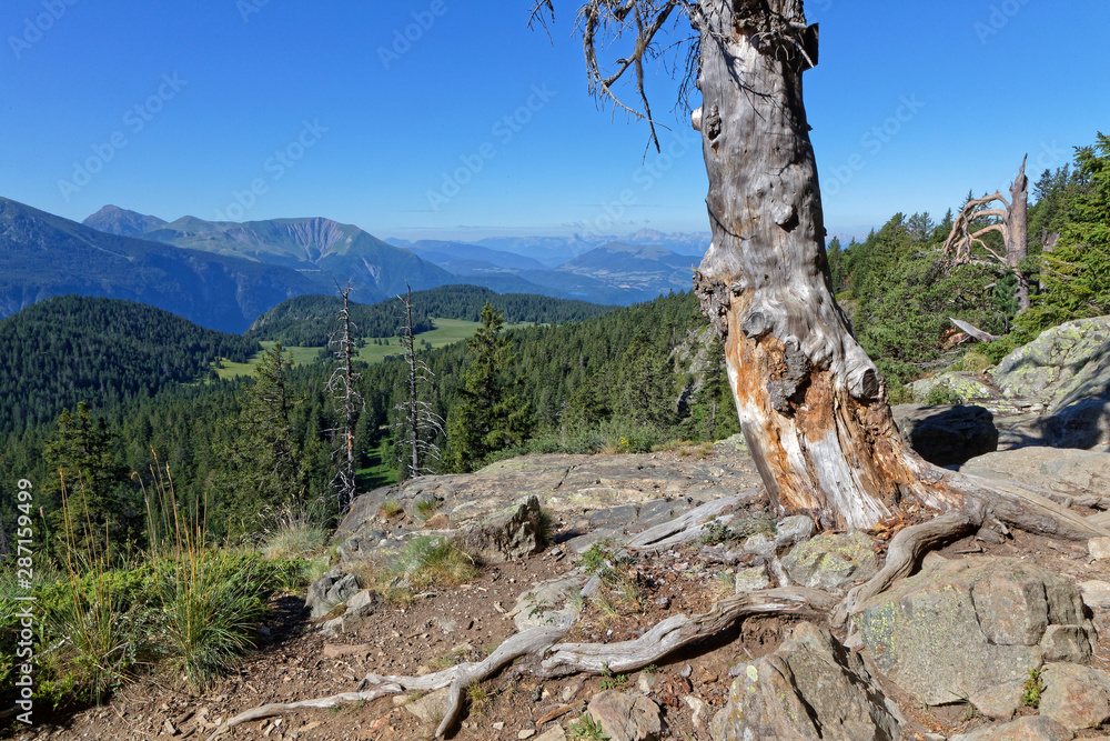 Dead tree over the landscape of Belledonne, with Vercors range in the background