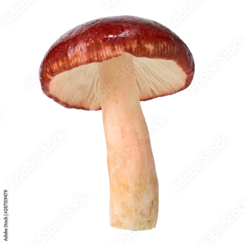Russula rosacea mushroom, Red mushroom isolated on white background, with clipping path