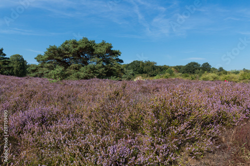 The Brunsummerheide a national park in South Limburg a hotspot for outdoor activities like walking, hiking, mountain biking, running and an active lifestyle