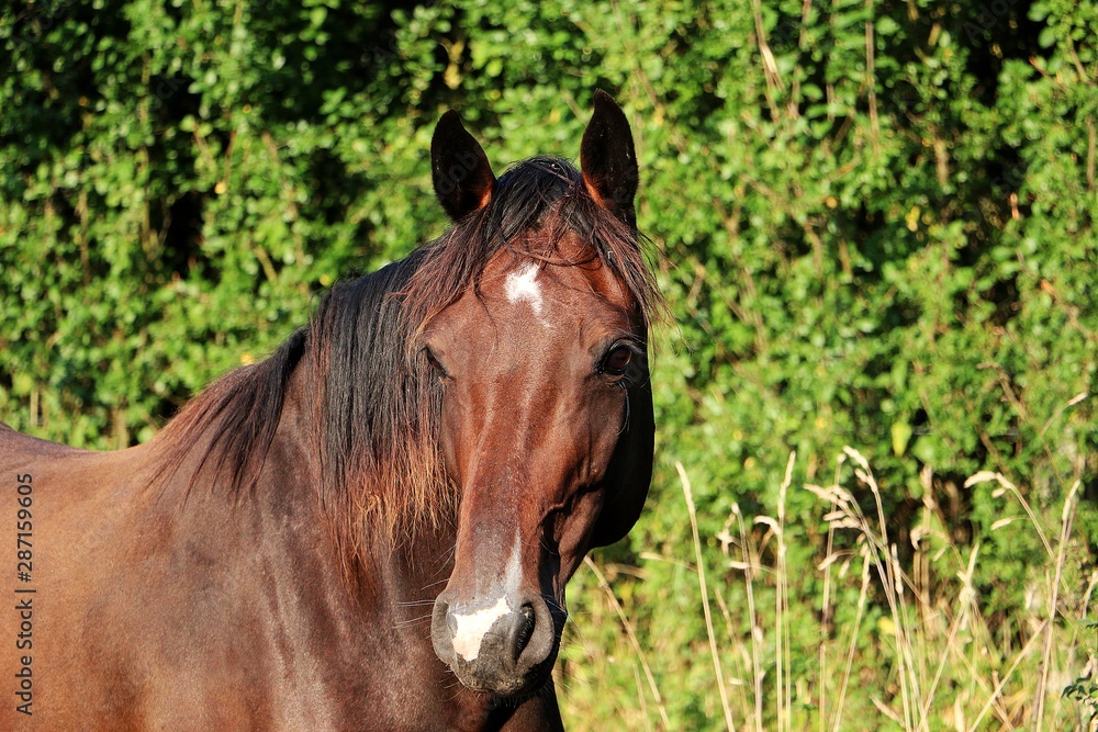 head portrait of a beautiful brown horse in the sunshine head portrait of a beautiful brown horse in the sunshine