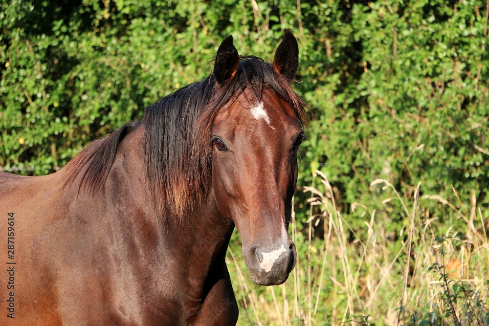 head portrait of a beautiful brown horse in the sunshine