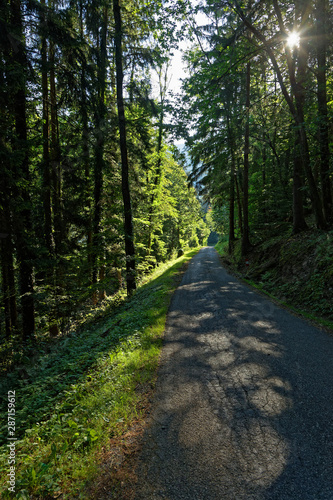 A tiny winding road of Belledonne goes thru the forest