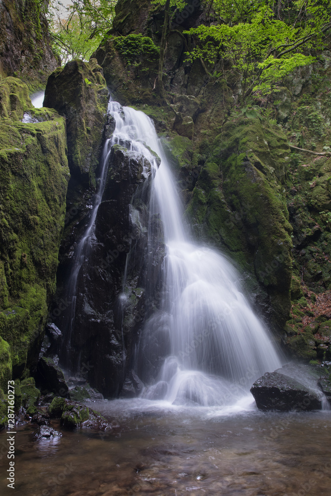 Fototapeta premium 不動滝