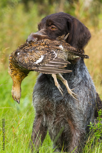 the dog keeps a downed grouse in his teeth