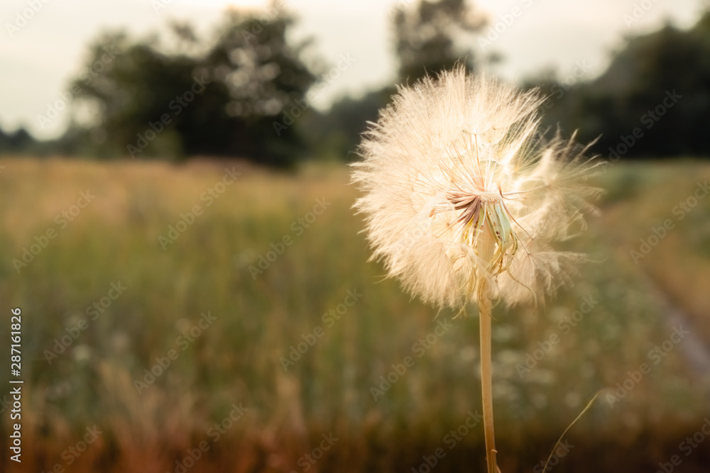 White dandelion on light sky background. In the middle. Blurry background. In warm shades. Horizontal orientation