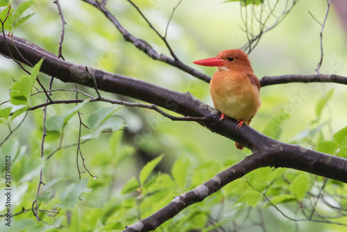 日本の野鳥 © Makoto Nakamura