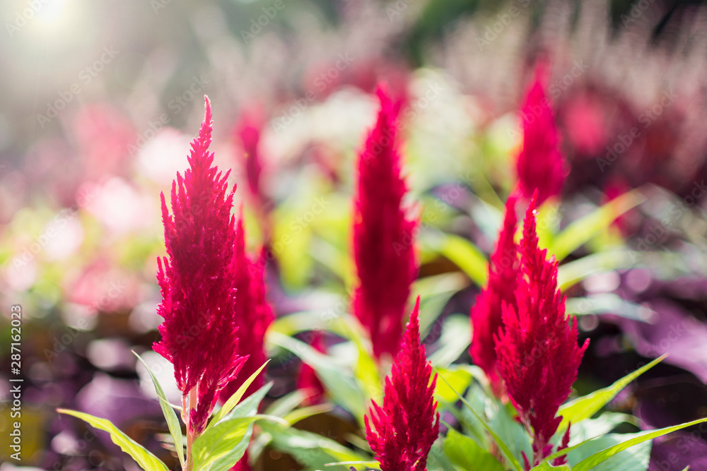 Blossom Cockscomb flower in the garden.