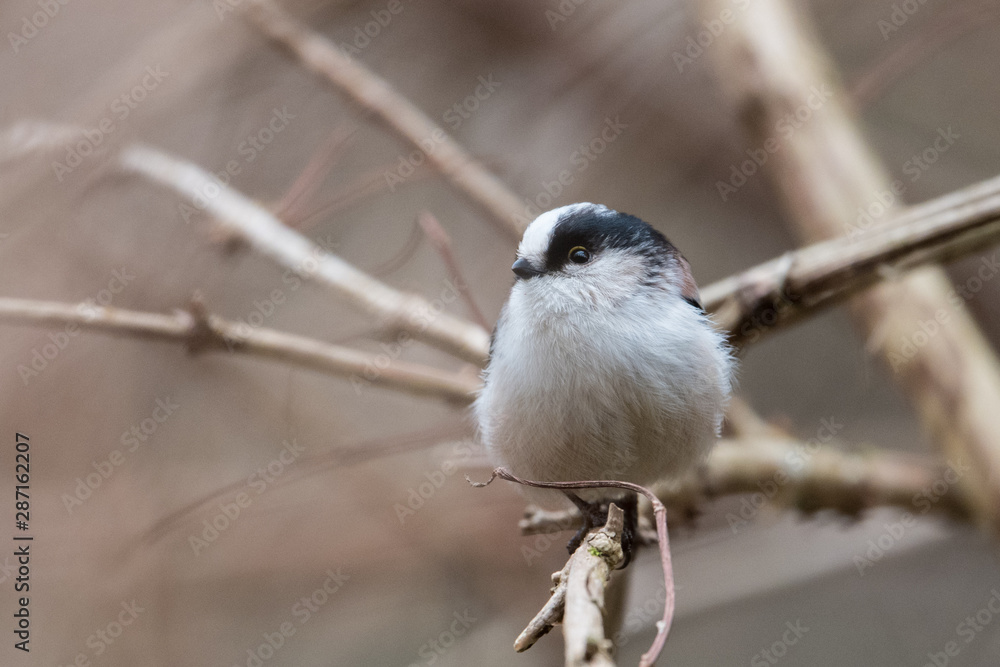 Fototapeta premium 日本の野鳥