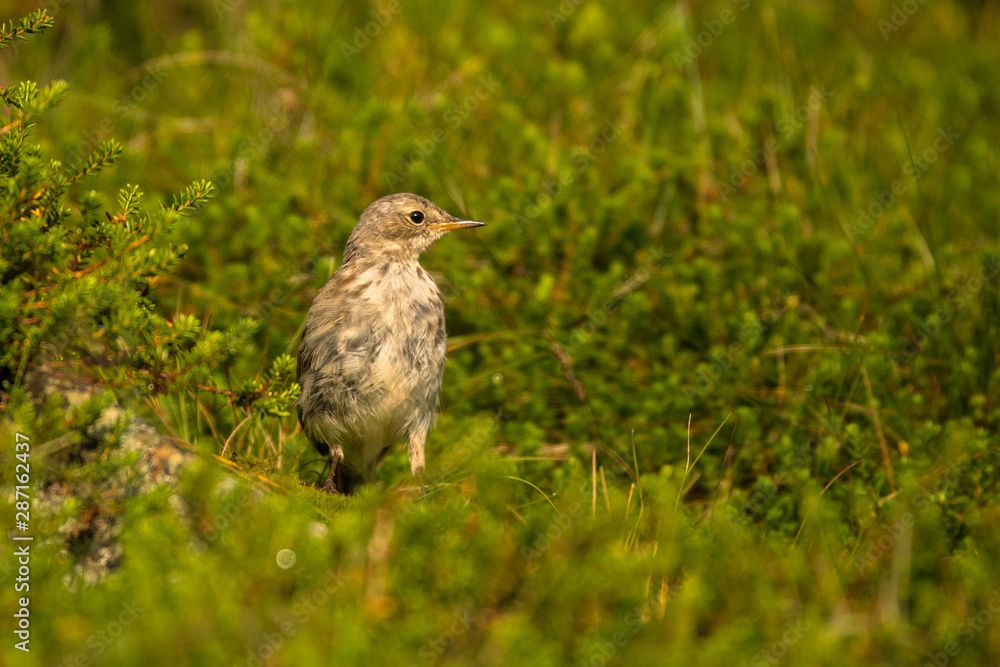 Water pipit (Anthus spinoletta). Beautiful mountain bird. Bieszczady Mountains. Poland Water pipit (Anthus spinoletta). Beautiful mountain bird. Bieszczady Mountains. Poland