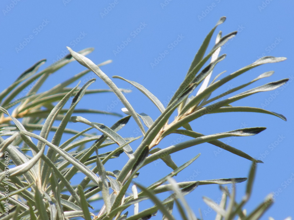 Fototapeta premium Bright summer green leaves of plants against the blue clear summer sky.