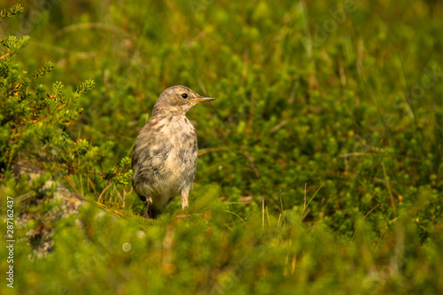 Water pipit (Anthus spinoletta). Beautiful mountain bird. Bieszczady Mountains. Poland © Szymon Bartosz