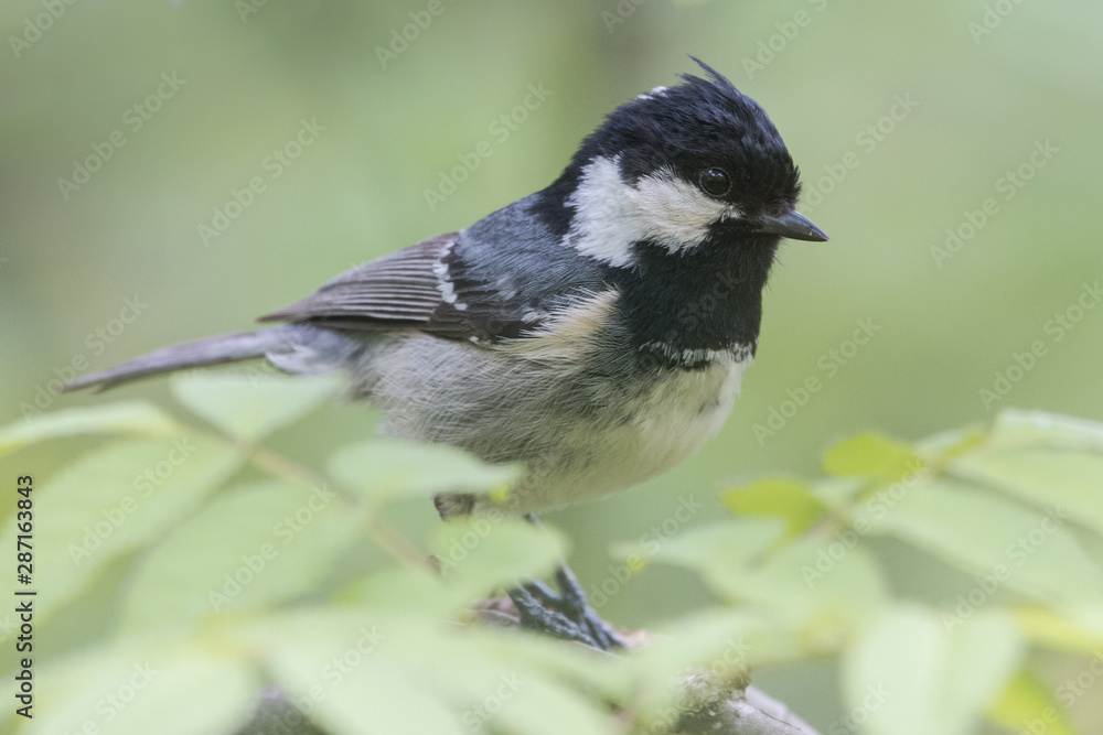 日本の野鳥 日本の野鳥