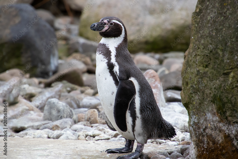 Fototapeta premium Vögel in der Natur