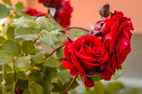 Blooming red rose