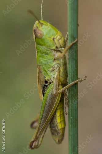 green grasshopper macro on grass