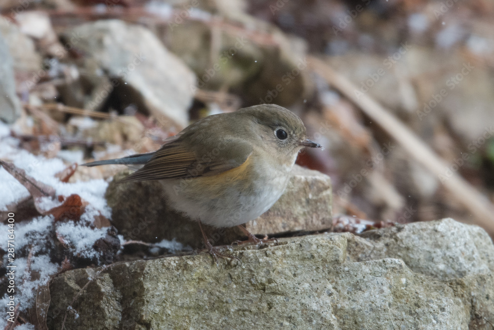 日本の野鳥