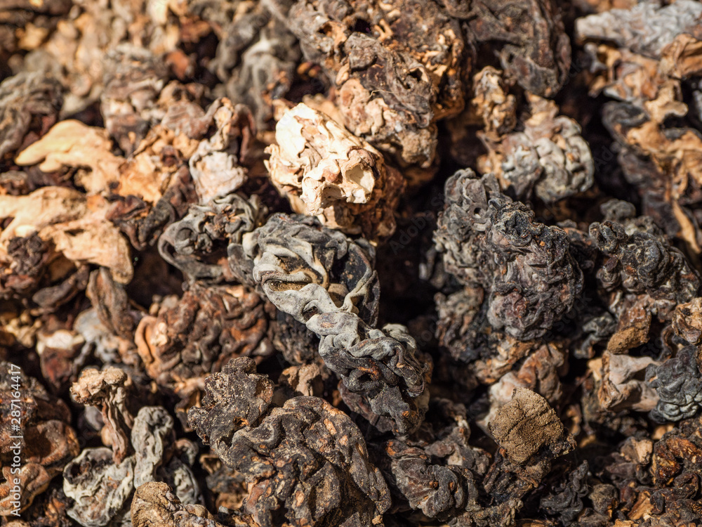 Dried morels mushrooms, close up.